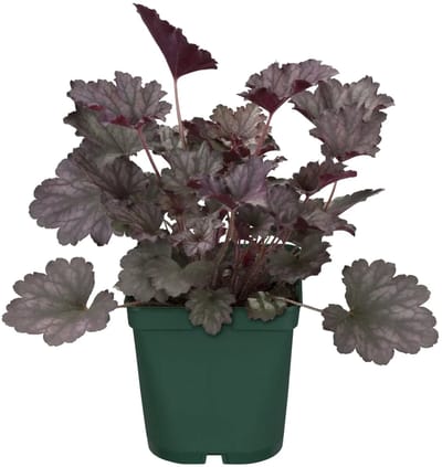 JUNAVERA Heuchera micrantha 'Palace Purple' (Purperklokje) | 35 cm hoog | In 13 cm pot | Sterke vaste plant met purper blad