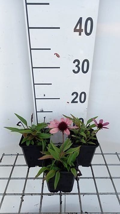 6x Zonnehoed - Echinacea purp. Sensation Pink' | 9x9 cm pot