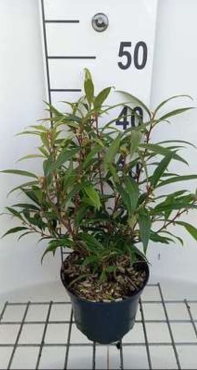 Sarcococca hook. 'Purple Stem' - Vleesbes, Zoete Buxus 20- 25 cm in pot