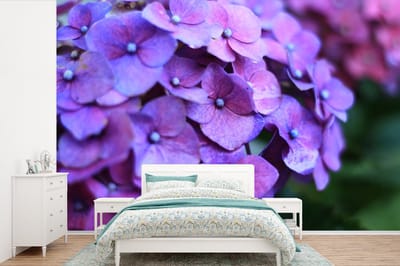 Behang - Fotobehang Bloemen - Paars - Hortensia - Natuur - Bloemblaadjes - Breedte 330 cm x hoogte 220 cm
