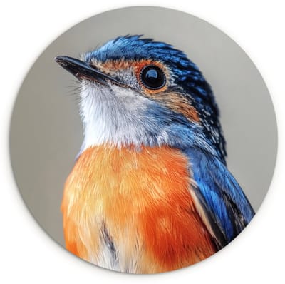 WallCircle® Wandcirkel 120x120 cm - Muurcirkel Kleurrijk - Vogeltje - Veren - Blauw - Muurdecoratie woonkamer - Wanddecoratie slaapkamer - Kamer decoratie accessoires - Ronde schilderijen XXL
