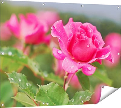 Gards Tuinposter Roze Roos met Waterdruppels - 120x90 cm - Tuindoek - Tuindecoratie - Wanddecoratie buiten - Tuinschilderij