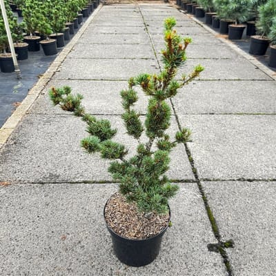 Pinus parviflora 'Kokonoe' - Japanse witte den | 40-50 cm pot