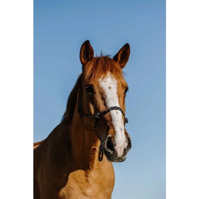 Ethologisch halster voor paard Norton Zary