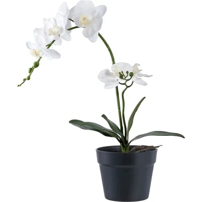 Kamerplant House Nordic Orchid (x8)