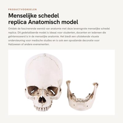 Dailygoods- Schedel Replica 1:1 Levensgroot - Anatomisch Model - Medisch Model - Hars - Halloween Decor - Menselijk Hoofd