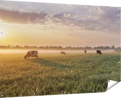 Gards Tuinposter Koeien in de Wei tijdens Zonsopkomst - 180x120 cm - Tuindoek - Tuindecoratie - Wanddecoratie buiten - Tuinschilderij