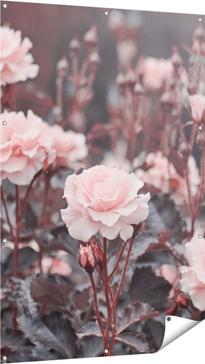 Gards Tuinposter Roze Rozen Bloemen - 100x150 cm - Tuindoek - Tuindecoratie - Wanddecoratie buiten - Tuinschilderij