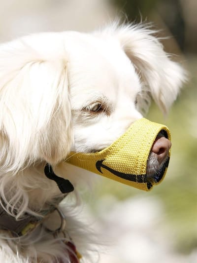 Honden Muilkorf - Veiligheid Mondstuk - Kalme Wandelingen - Vrolijk Ontwerp - Maat 3 - Geel