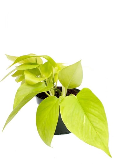 JUNAVERA Epipremnum Golden Pothos | In 12 cm Pot