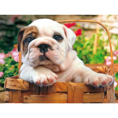 Volledige ronde 5D DIY diamant borduurwerk schattige kleine Bulldog diamant schilderij kruissteek strass 20X30CM beige