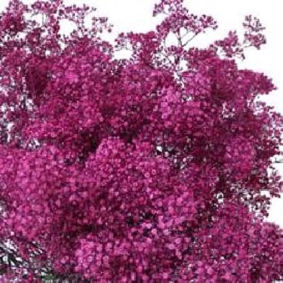 25x Gipskruid m.stars erica 70cm