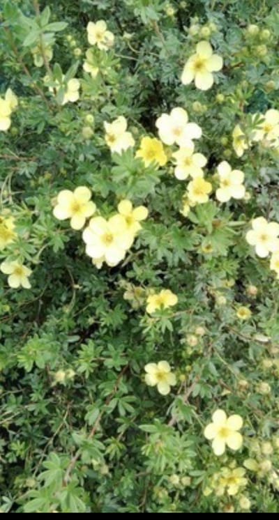 2 x Potentilla frut. 'Kobold' - Struikganzerik, Heesterganzerik, Vijfvingerkruid 25- 30 cm in pot