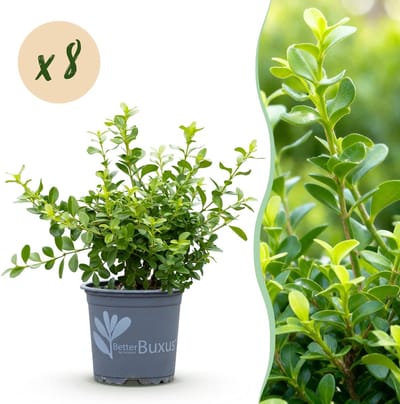 Green boutiQ - Buxus Haag - BetterBuxus Babylon Beauty - Resistant tegen de Buxus schimmel - 8 planten - 1 strekkende meter - pot 9cm hoogte 20-25