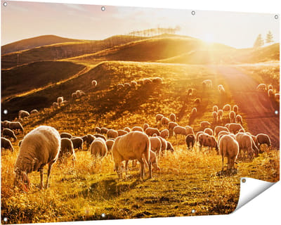 Gards Tuinposter Schapen in de Heuvels bij Zonsondergang - 150x100 cm - Tuindoek - Tuindecoratie - Wanddecoratie buiten - Tuinschilderij