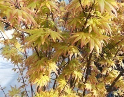 Acer palm. 'Orange Dream' - Japanse Esdoorn 'Orange Dream' 50- 60 cm in pot