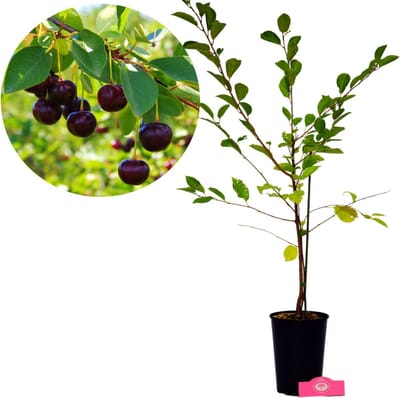 Prunus avium 'Athos'® Unieke kersenstruik, 3 liter pot