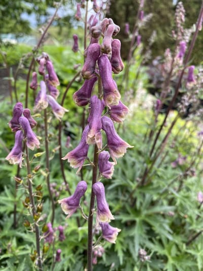 6 x Aconitum 'Purple Sparrow' - Monnikskap - P9 Pot (9 x 9cm) - Dima Vaste Planten