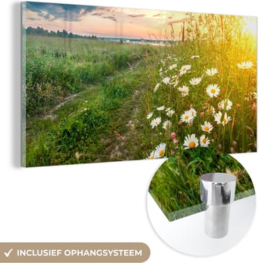 MuchoWow® Glasschilderij 40x20 cm - Schilderij acrylglas - Bloemen - Madelief - Natuur - Zon - Horizon - Foto op glas - Schilderijen
