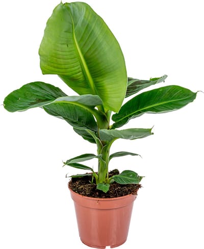 Bloomique - Musa Dwarf Cavendish - Bananenplant - Kamerplanten - Luchtzuiverend - Diervriendelijk - Hoogte 60-70 cm - Pot 17 cm