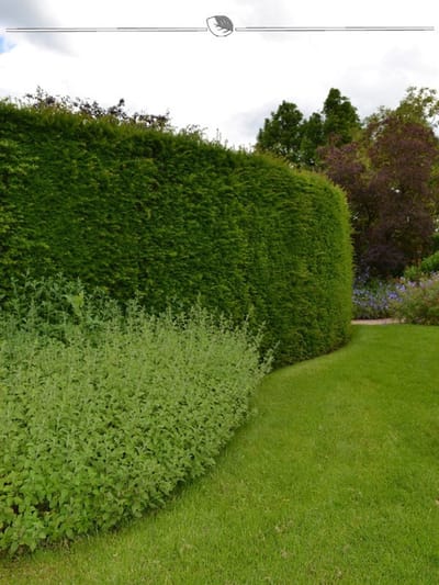 Venijnboom Taxus baccata 200-225 cm, 5x Haagplant