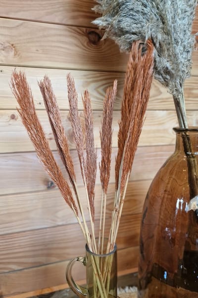 Bundel Gedroogd Pampas Gras - Zalm - 75 cm - Pampasgras – Pampas Pluimen - Droog Boeket - Beige - Natural