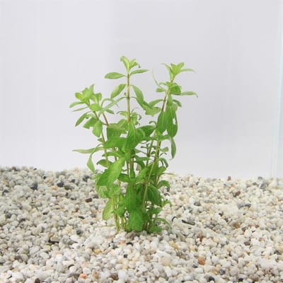 Moerings Hygrophila Polysperma | Belgisch groen | In Bos met Loodje
