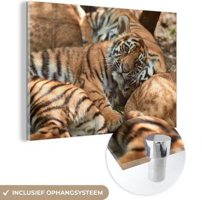 MuchoWow® Glasschilderij 60x40 cm - Schilderij acrylglas - Tijgers - Welp - Zon - Foto op glas - Schilderijen