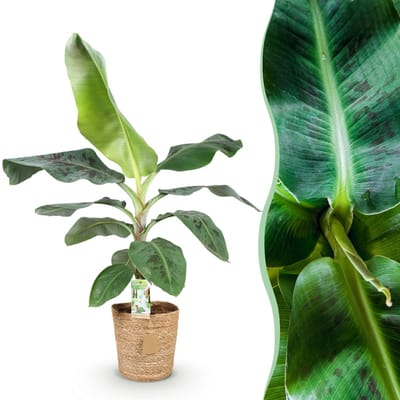 Green BoutiQ - Kamerplanten - Musa acuminata Dwarf Cavendisch - Bananenplant - Weinig onderhoud - met mand - Groen - 1 Plant - Pot 21cm - Hoogte 70-75cm