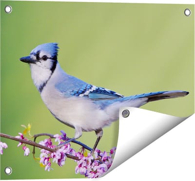 Gards Tuinposter Blauwe Gaai Vogel op een Tak - Kleur - 50x40 cm - Tuindoek - Tuindecoratie - Wanddecoratie buiten - Tuinschilderij