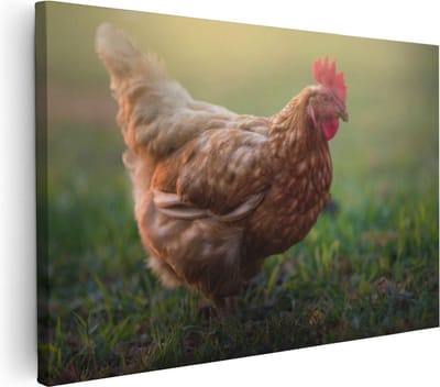 Artaza Canvas Schilderij Kip Op Gras - 30x20 cm - Klein - Wanddecoratie Dierenschilderij - Muurdecoratie Woonkamer - Kamer Accessoires