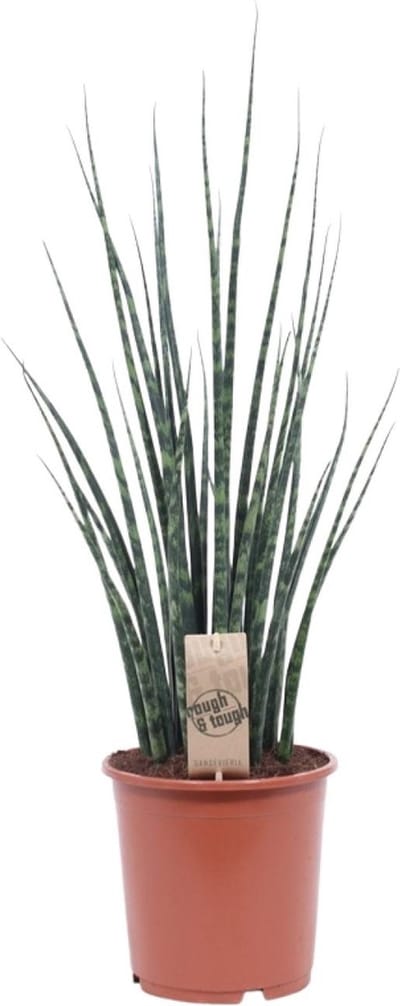 Plantenboetiek.nl | Sansevieria Fernwood Mikado - Ø19cm - 70-80cm hoog - Kamerplant - Groenblijvend - Cactus & Vetplanten