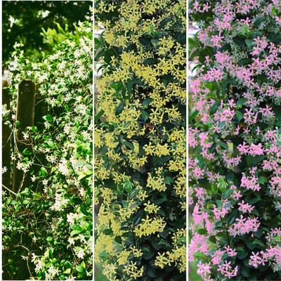 Jasmijn Mix - Toscaanse Jasmijn en Japanse Sterjasmijn - Geurend - Groenblijvend - Klimplant - Vaste planten