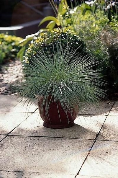 Festuca Glauca - Set van 6 - Blauw Schapengras - Pot 2 Liter - Wintergroen