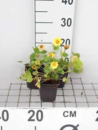 6x Voorjaarszonnebloem - Doronicum orientale | 9x9 cm pot