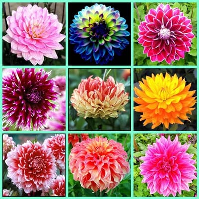 Zinnia Dalia Mix - Bloembollen Zomerbloeiers - Tuin Decoratie - Grote Kleurrijke Bloemen - 1 Stuks - Gemengd