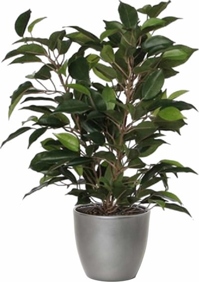 Mica Decorations Ficus kunstplant - groen - 40 cm - met plantenpot - zilver - keramiek - D13.5 en H12.5 cm