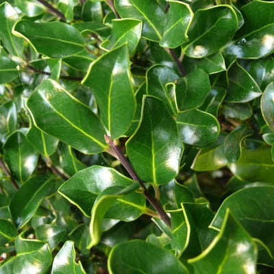 Hulst - Ilex aquifolium 'J.C. Van Tol' 40-60 cm