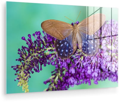 ® Glasschilderij 180x120 cm - Schilderij acrylglas - Exotische vlinder op de vlinderstruik - Foto op glas - Muurdecoratie woonkamer - Wanddecoratie slaapkamer - Schilderijen