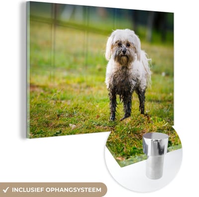 ® Glasschilderij 180x120 cm - Schilderij acrylglas - Een kleine Maltezer hond half bedekt met modder - Foto op glas - Muurdecoratie woonkamer - Wanddecoratie slaapkamer - Schilderijen