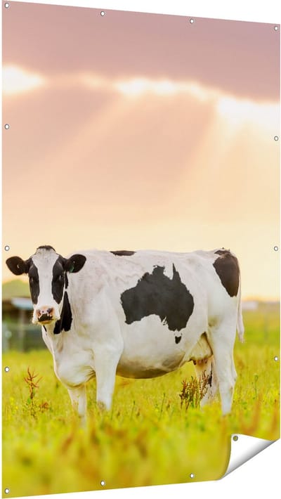 Gards Tuinposter Zwart Wit Koe in de Wei bij Zonsopkomst - 120x180 cm - Tuindoek - Tuindecoratie - Wanddecoratie buiten - Tuinschilderij