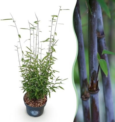 Green boutiQ - Grassen - Fargesia nitida Black Dragon - Niet Woekerende Bamboe - Bladhoudend - Groen - 1 Plant - Pot 23 cm - Hoogte 80 cm