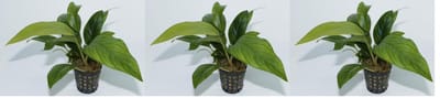 Levende aquariumplant anuabias congensis 5 cm pot per 3 stuks
