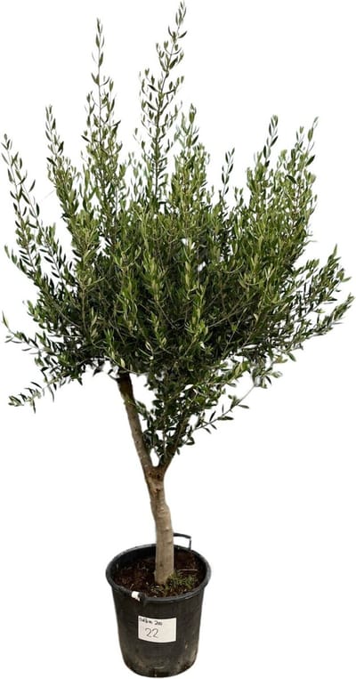 Combi deal - Olijfboom Olea Europaea Cultivo inclusief pot Block - 210cm