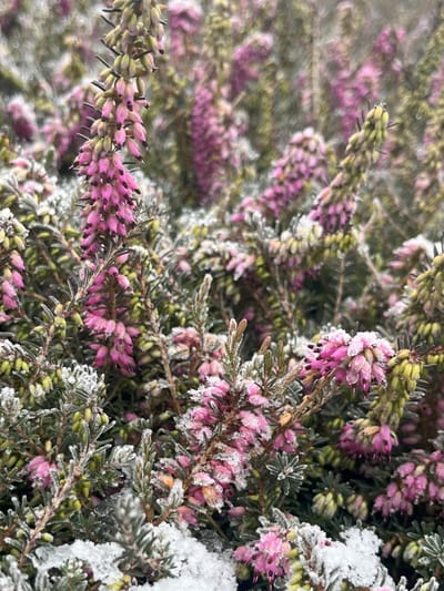 Winterheide Roze - 10 Stuks - Erica carnea 'Rosalie' - P9.5 - Plant - Tuinplant - Heide
