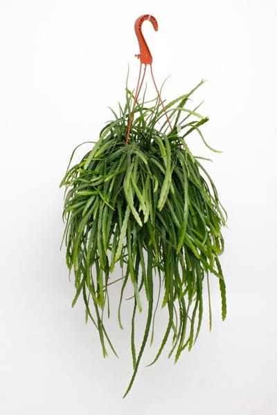 De Boliviaanse hangcactus, Hangplant, Kamerplant, Lepismium Bolivianum - Ø17cm - 25cm