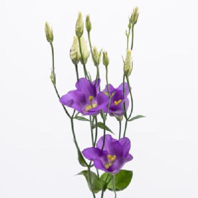 10x Eust.botanic blue en 70cm