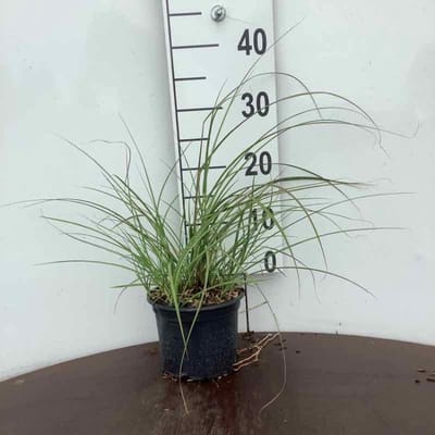 Plants Online - Tuinplanten - Siergrassen - Set van 1 - Miscanthus sinensis 'Adagio' - 2 liter pot - Plant