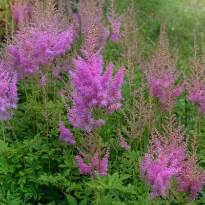 Bloomique - Set van 3 - Astilbe Chinensis Pumila - Plumspirea - Tuinplant - Rijkbloeiend - Winterhard - Vaste plant - 10-20 cm hoog - Pot 9 cm