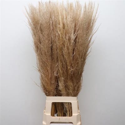 50x Gs cortaderia evita 80cm